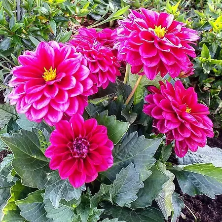 Casa rural Podere La Vigna Locazione Turistica