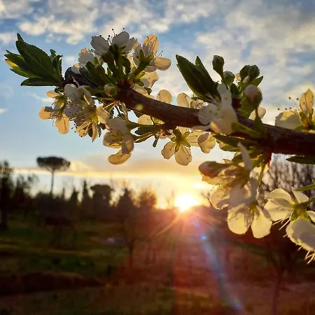Podere La Vigna Locazione Turistica 乡村民宿