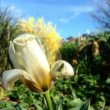 Podere La Vigna Locazione Turistica Landhuis *