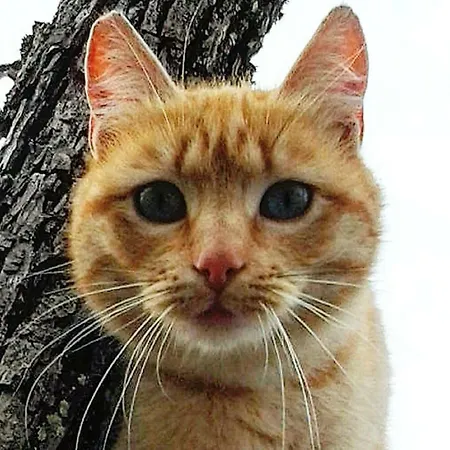 Podere La Vigna Locazione Turistica