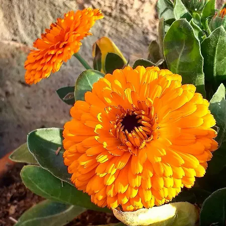 Podere La Vigna Locazione Turistica Casa rural