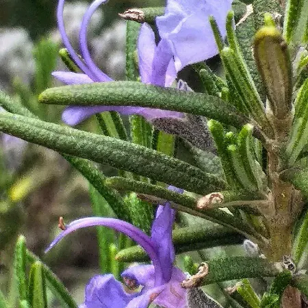 Podere La Vigna Locazione Turistica Casa rural Orvieto