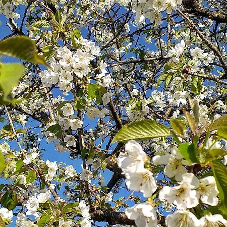 Landhuis Podere La Vigna Locazione Turistica